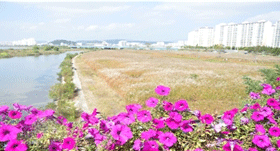 억새군락지01