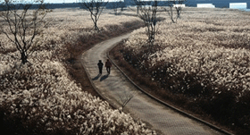 억새군락지02