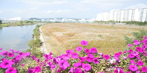 억새군락지01