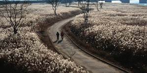 억새군락지02